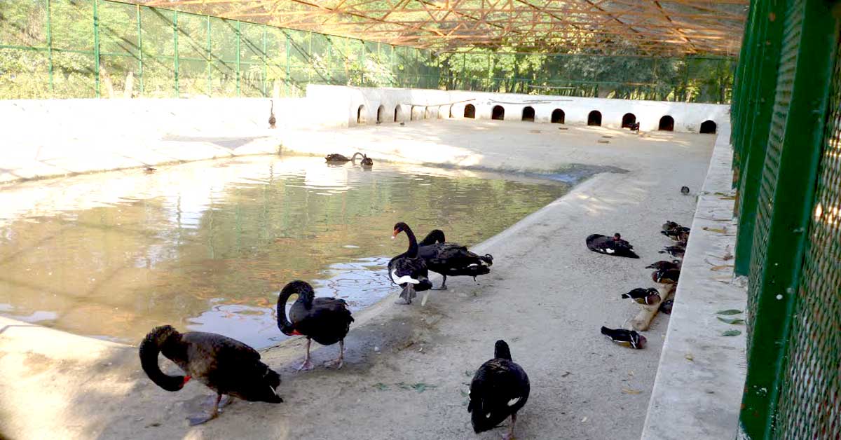 Black Ducks at Lal Suhanra National Park Bahawalpur