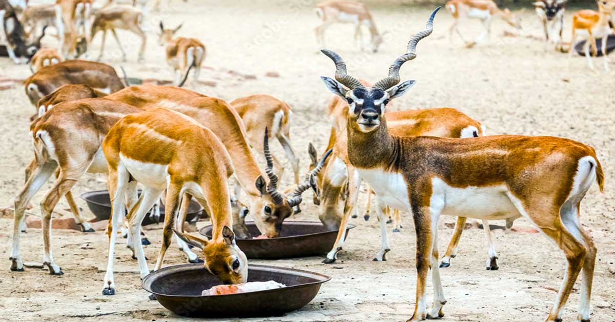 Deer at Lal Suhanra National Park Bahawalpur