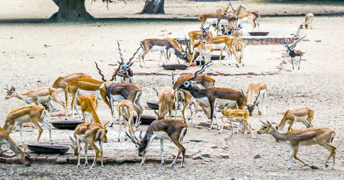 Deer eating grains openly in Lal Suhanra National Park Bahawalpur