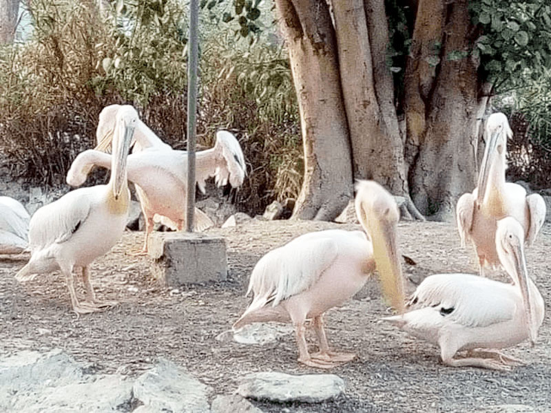 Pelicans at Bahawalpur Zoo