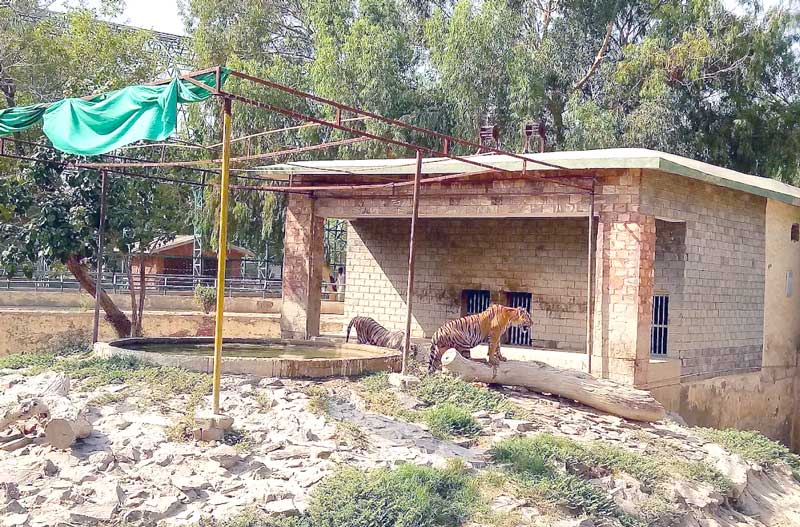 Tigers at Bahawalpur Zoo